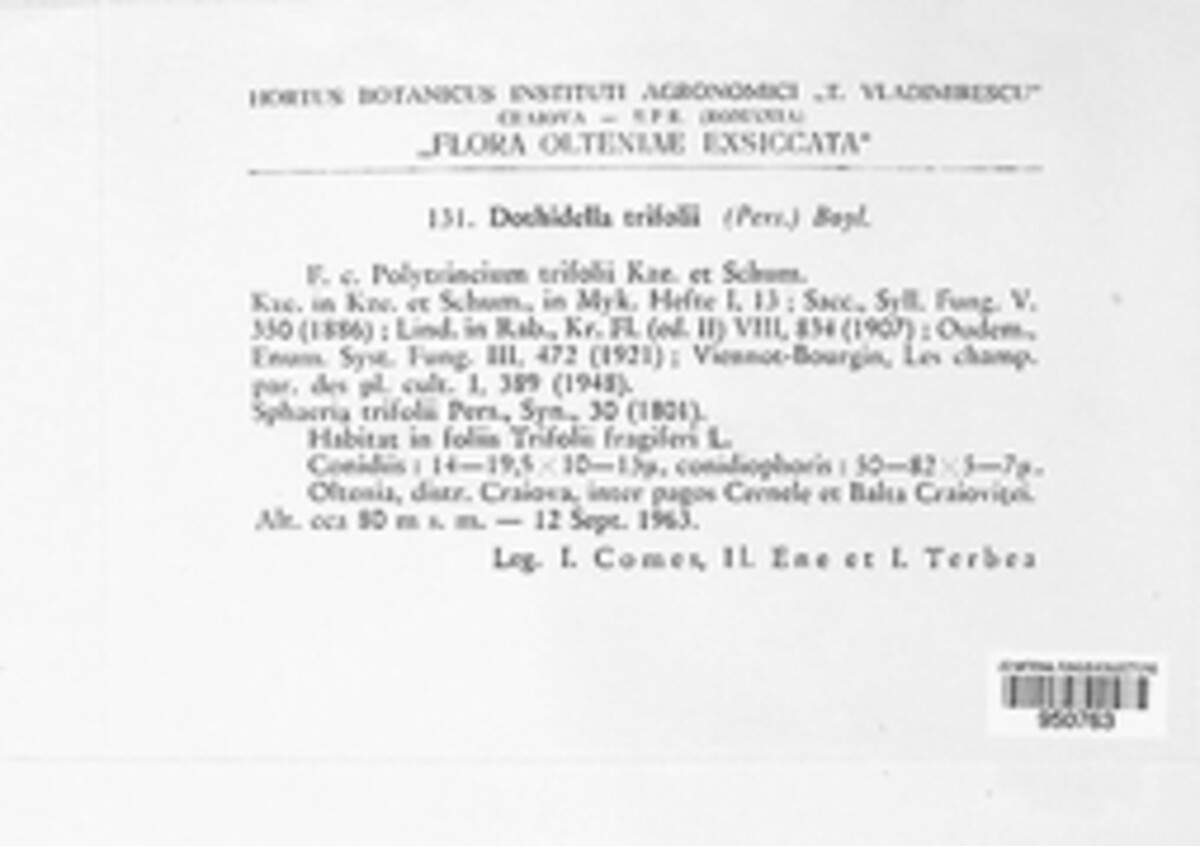 Polythrincium trifolii image